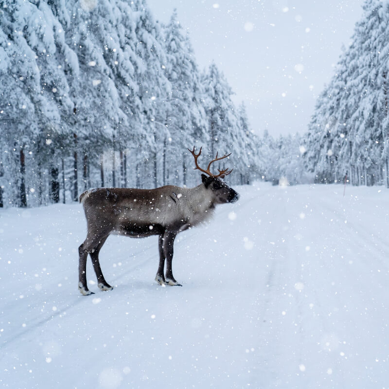 Instagram Filter Snow Overlay Hirsch im verschneiten Wald